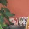 Andreia D. profile photo
