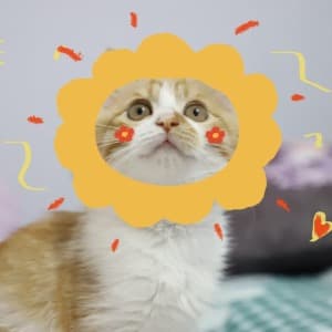 èåœ èƒ¡ profile photo
