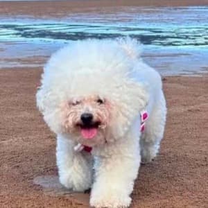 Mengli Yang profile photo