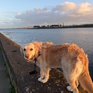 Pauline Farrelly profile photo